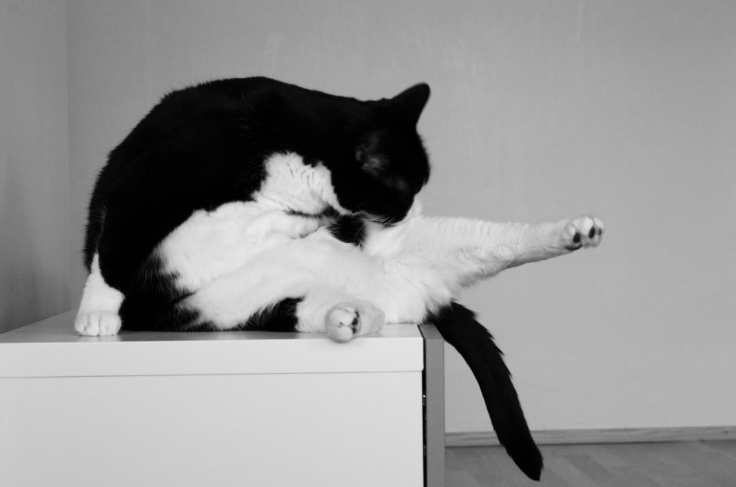 Мягколапые квартиранты спокойно наблюдали за тем, как грабят их хозяина: в Сочи раскрыто еще одно преступление