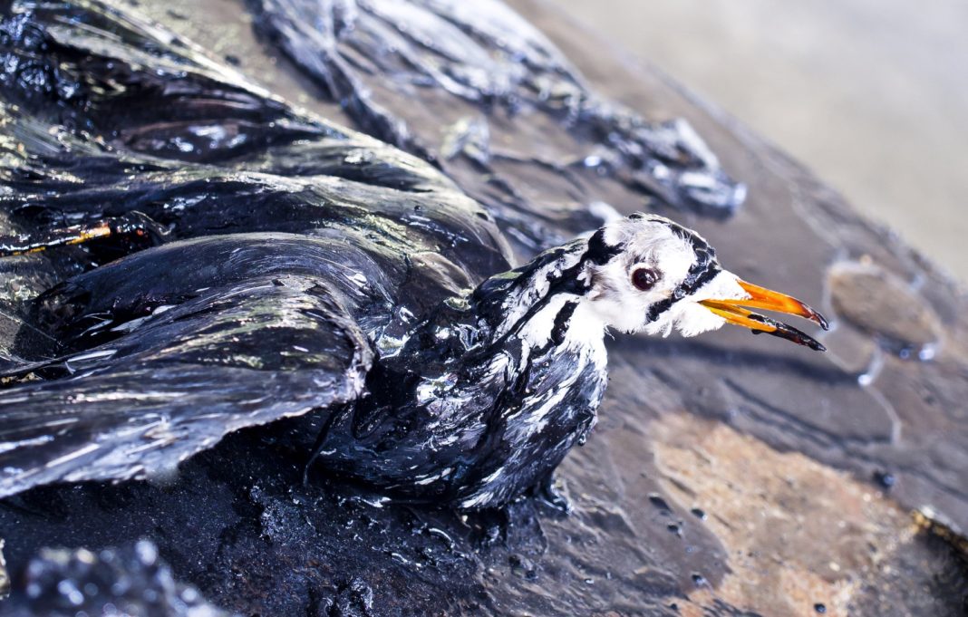 Пункт спасения птиц, пострадавших после разлива нефтепродуктов, открыли в Витязево