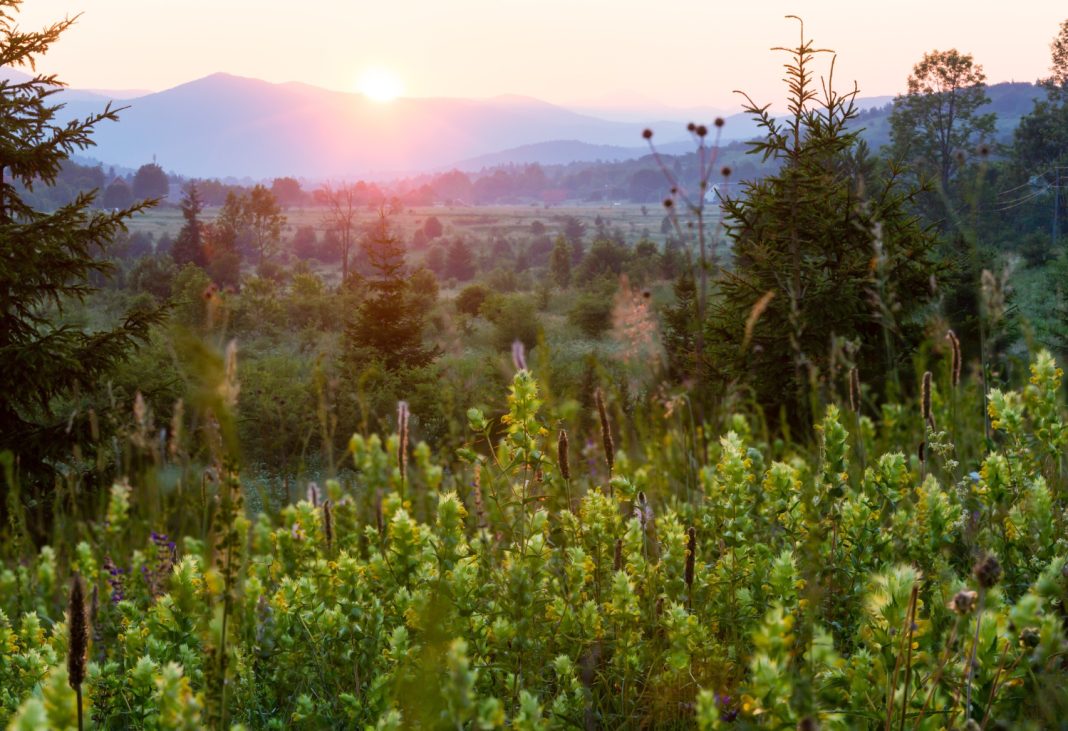 В деле о хищении земель Сочинского нацпарка появилась новая участница: ее будут судить