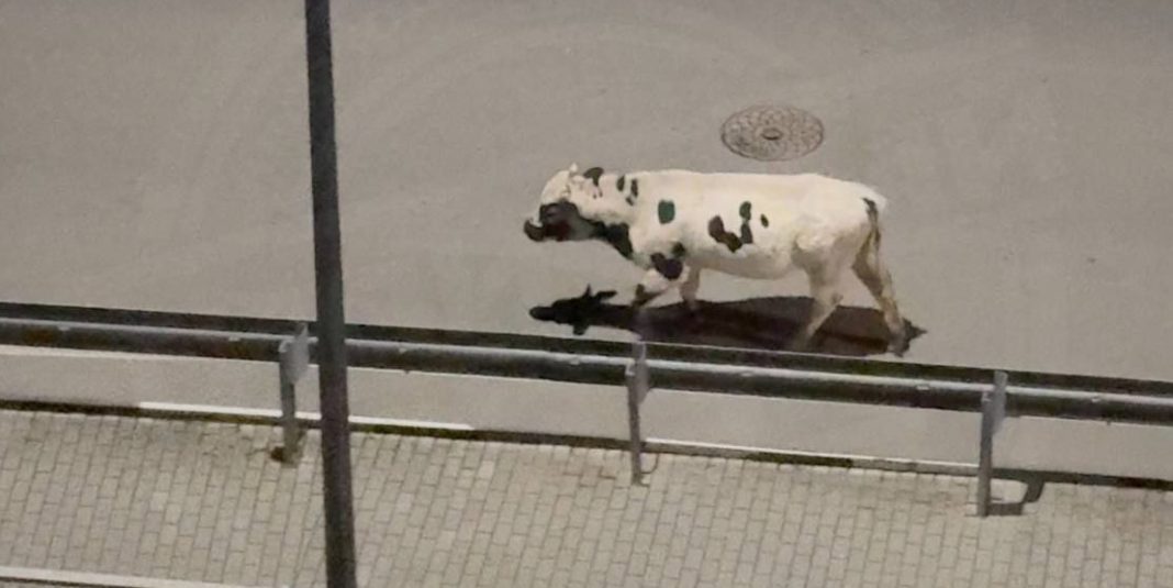 Рогатый монстр: агрессивный бык нападает в Сочи на горожан в «Министерских озёрах»