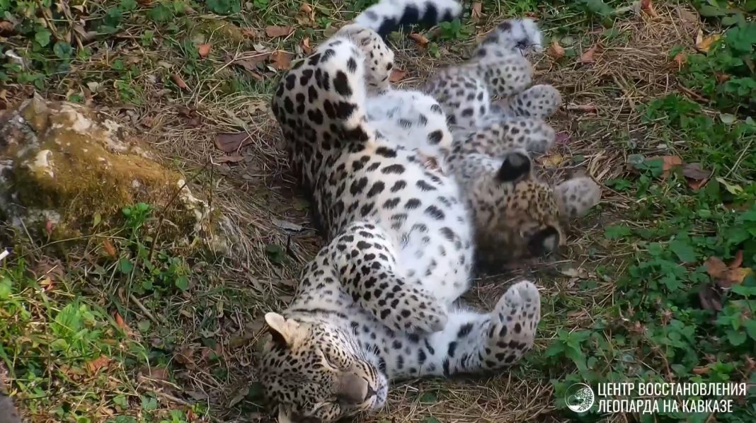 Из Швеции в Сочи: встречайте нового короля лесов — леопарда Чугуша