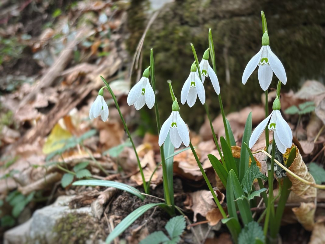Первые цветы в горах Сочи: Нацпарк показал на фото и видео редкие подснежники