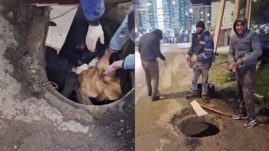 Неравнодушие на стройке: в Сочи мигранты достали из коллектора изможденного пса