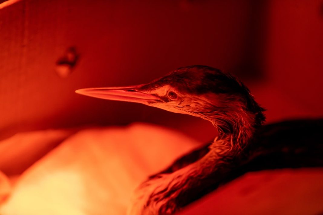 1500 спасенных жизней: итоги работы центров спасения птиц в Темрюке и Анапе