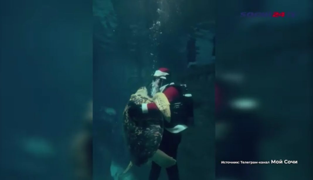 Дед Мороз на дне: сочинское новогоднее шоу в океанариуме покоряет Сеть