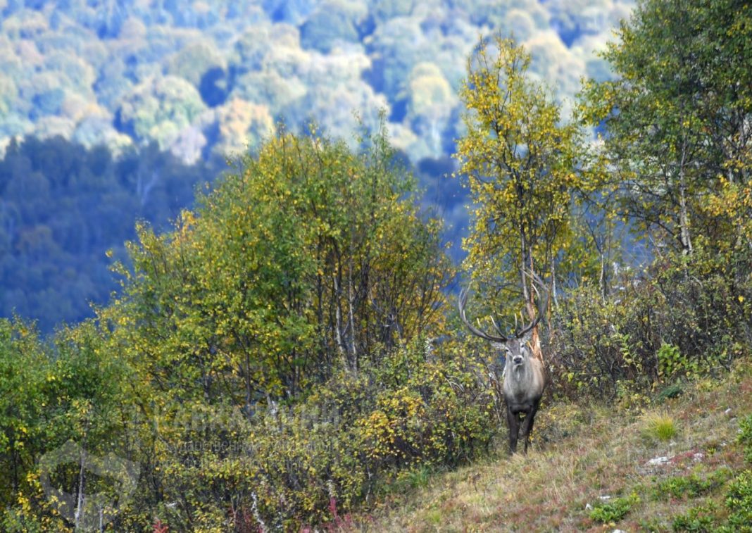 «Проводили исследование в необычных условиях»: в Кавказском заповеднике рассказали об итогах учета благородного оленя