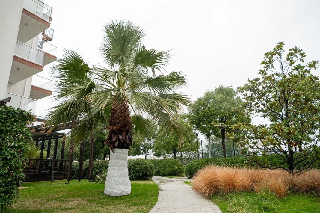 Пальмы в белых «одеялах»: в Сириусе теплолюбивые растения утеплили к холодам