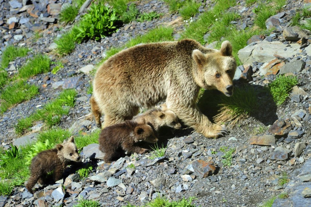 Медведь, который никогда не спит: что делать при встрече в Сочи с кавказским бурым хищником