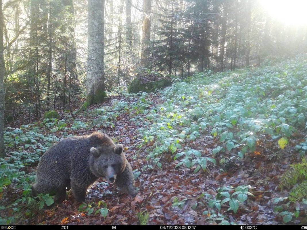 Фотоловушка в зубах медведя: камера сняла, как на нее нападает хищник