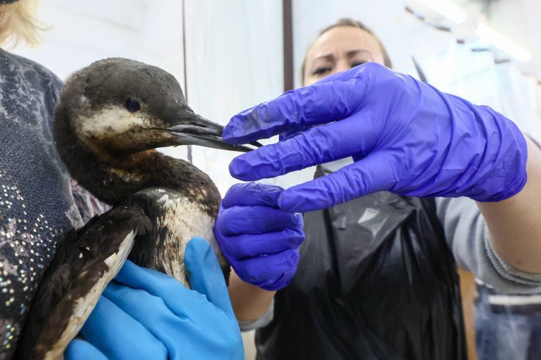Орнитологи из Сириуса помогают пострадавшим от нефтяного разлива птицам в Анапе