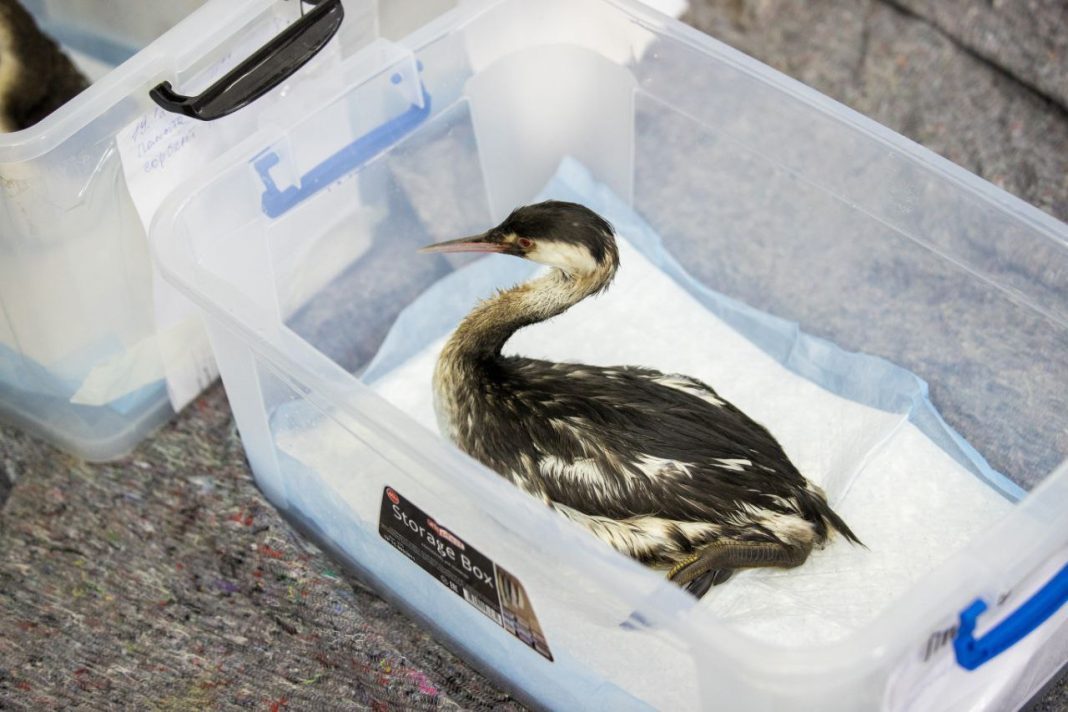 Оперштаб: в черноморской зоне ЧС спасли 1057 птиц, погибли 210