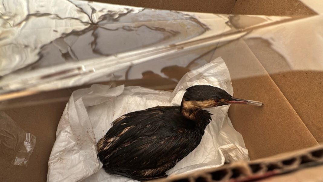 Спасение птиц в зоне ЧС Краснодарского края не прекращается даже 1 января