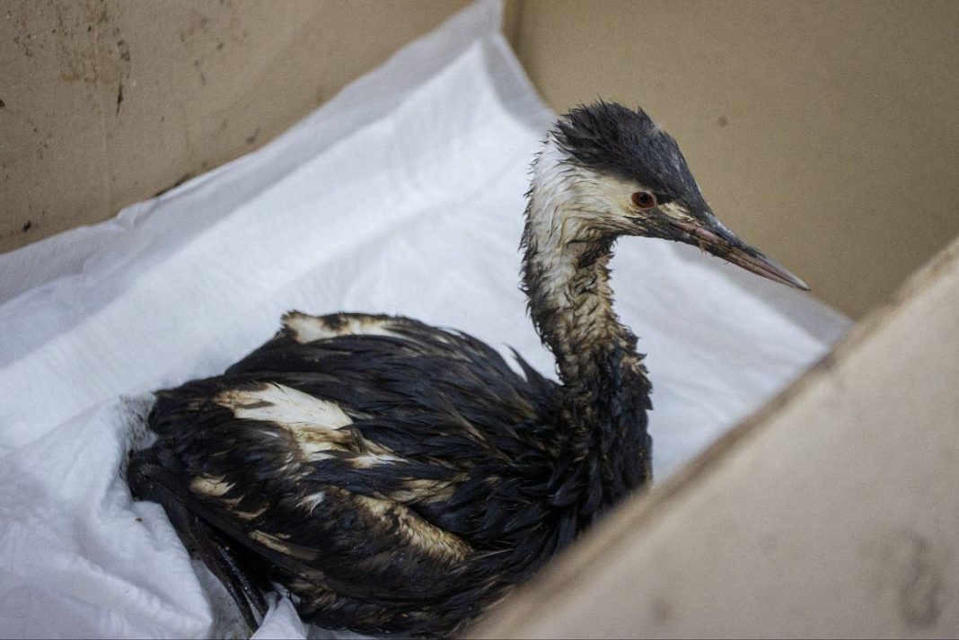 Сочинцы собрали больше 200 тысяч рублей для птиц, пострадавших из-за разлива нефти: помочь можете и вы