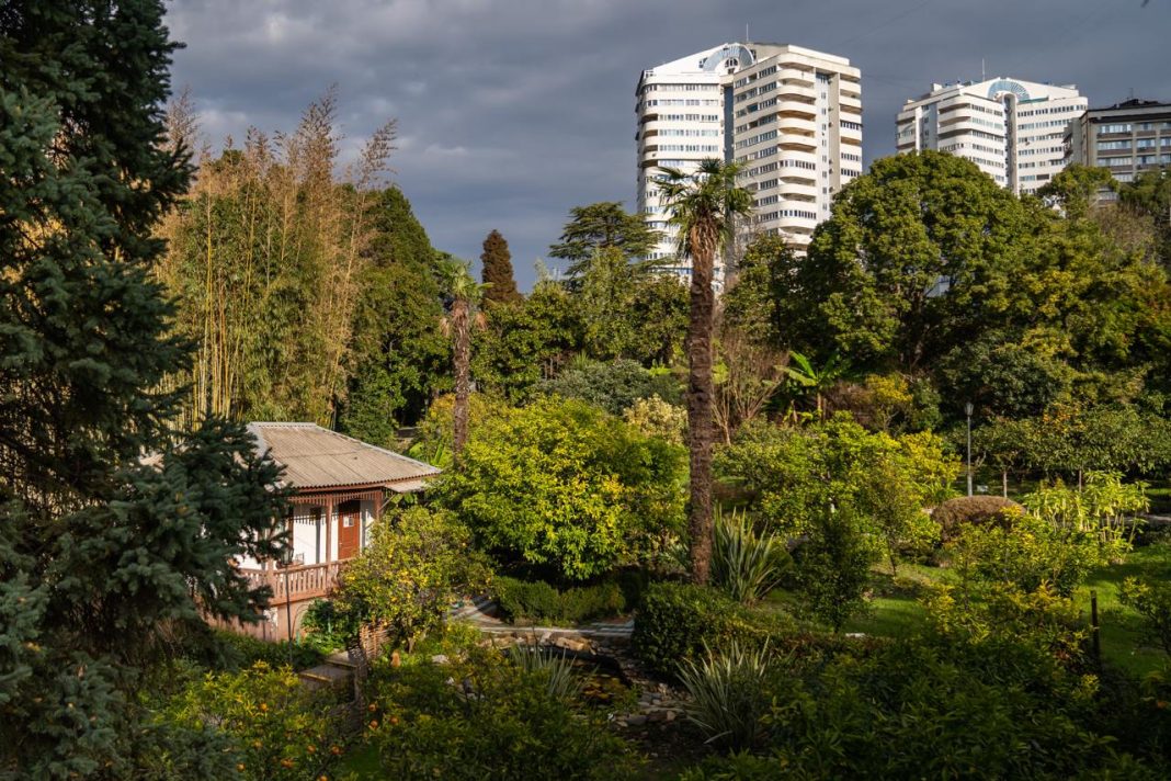 Сад-музей «Дерево Дружбы» закроется в Сочи уже 23 января