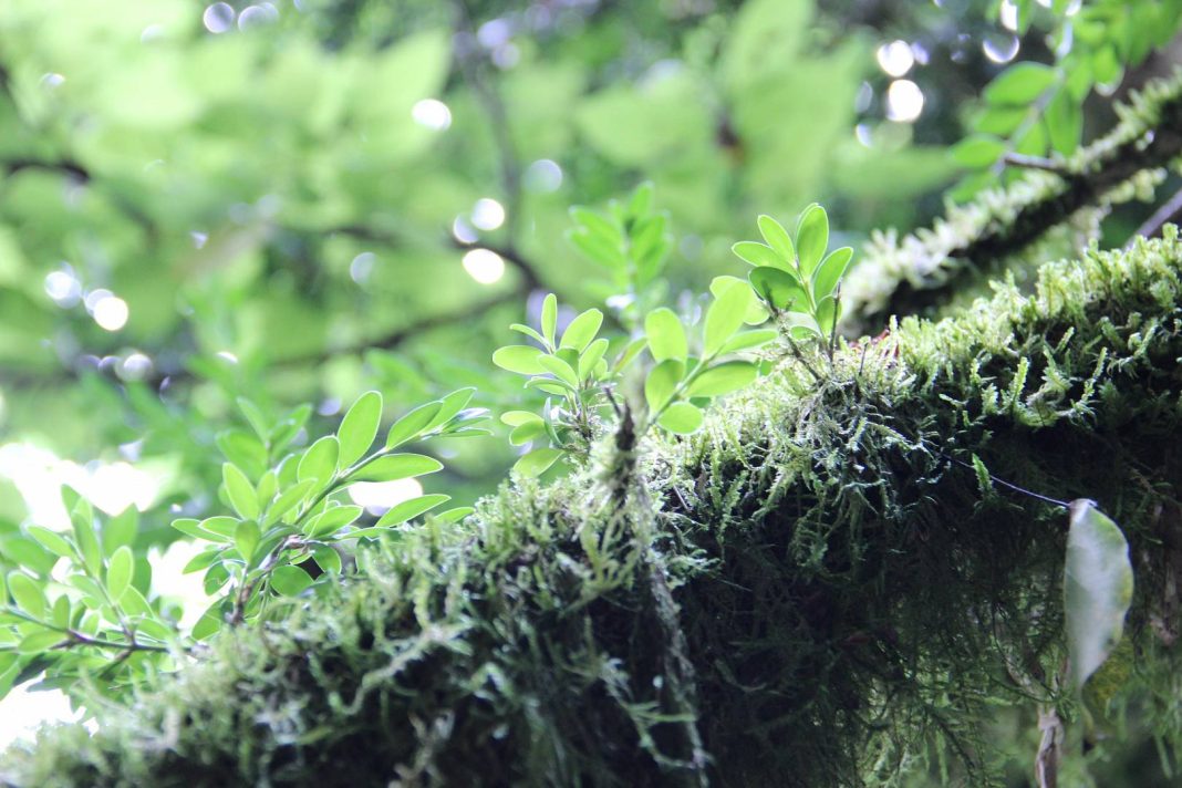 В Кавказском заповеднике прогнозируют естественное восстановление краснокнижного самшита