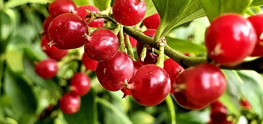 В дендропарке «Южные культуры» начал цвести Рождественский самшит