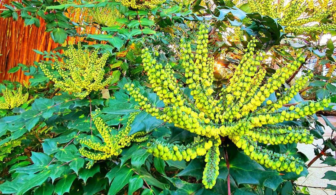 В дендропарке «Южные культуры» цветет дивная магония Биля