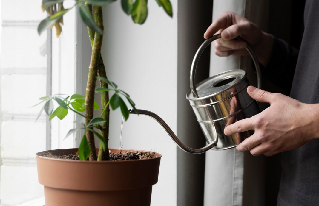 Домашняя плантация конопли обнаружена в Сочи: ботанику-любителю грозит 10 лет тюрьмы