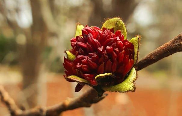 Парротия персидская и еще 12 уникальных растений цветут на заповедных землях Сочи