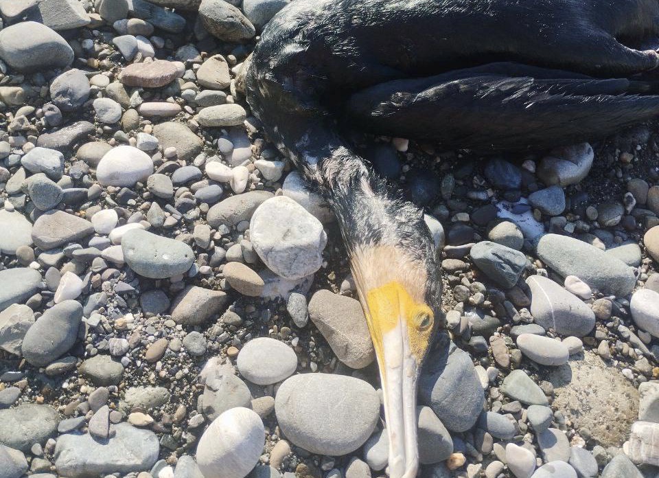 «Отмытые птицы все равно умрут»: депутат ГД Баженов высказал свое мнение об экологической катастрофе в Черном море