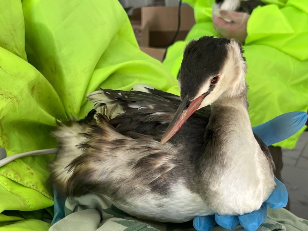 Еще несколько птиц, спасенных от мазута, выпустили в Сочи