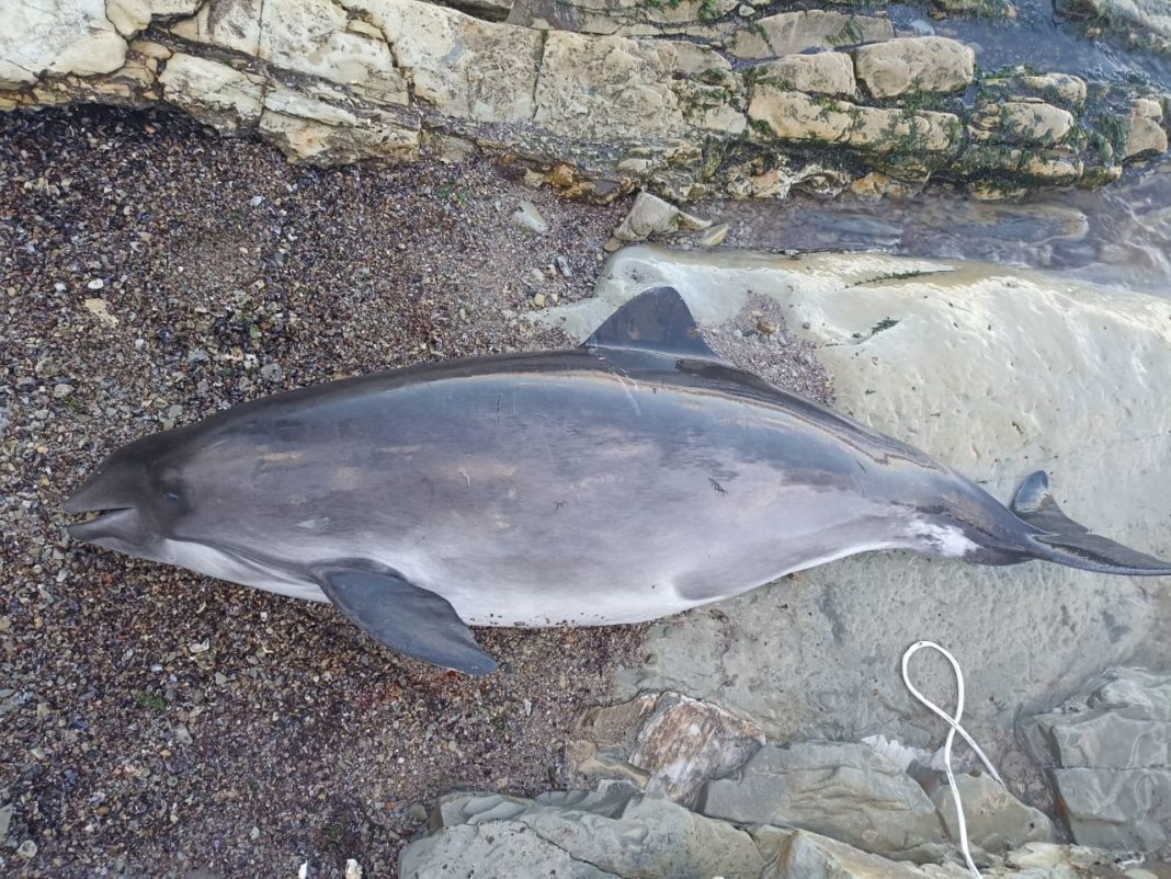 В результате разлива мазута в Керченском проливе погибли почти 70 дельфинов