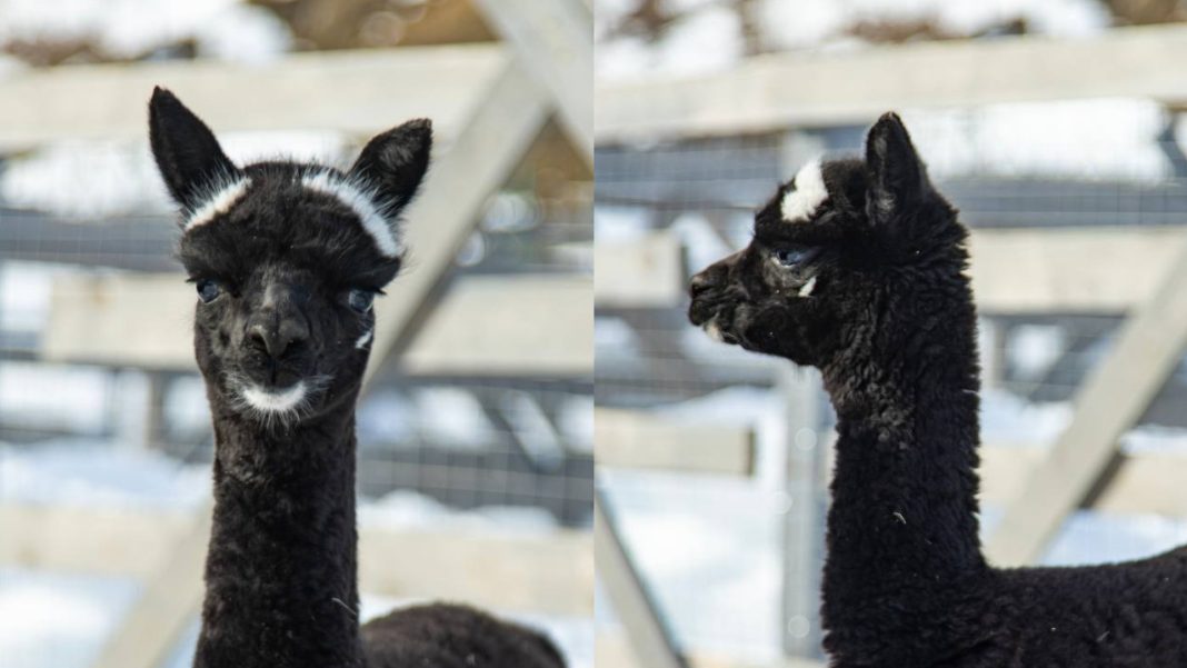 Новая звездочка: «Спортивная» альпака с уникальным окрасом родилась в Сочи