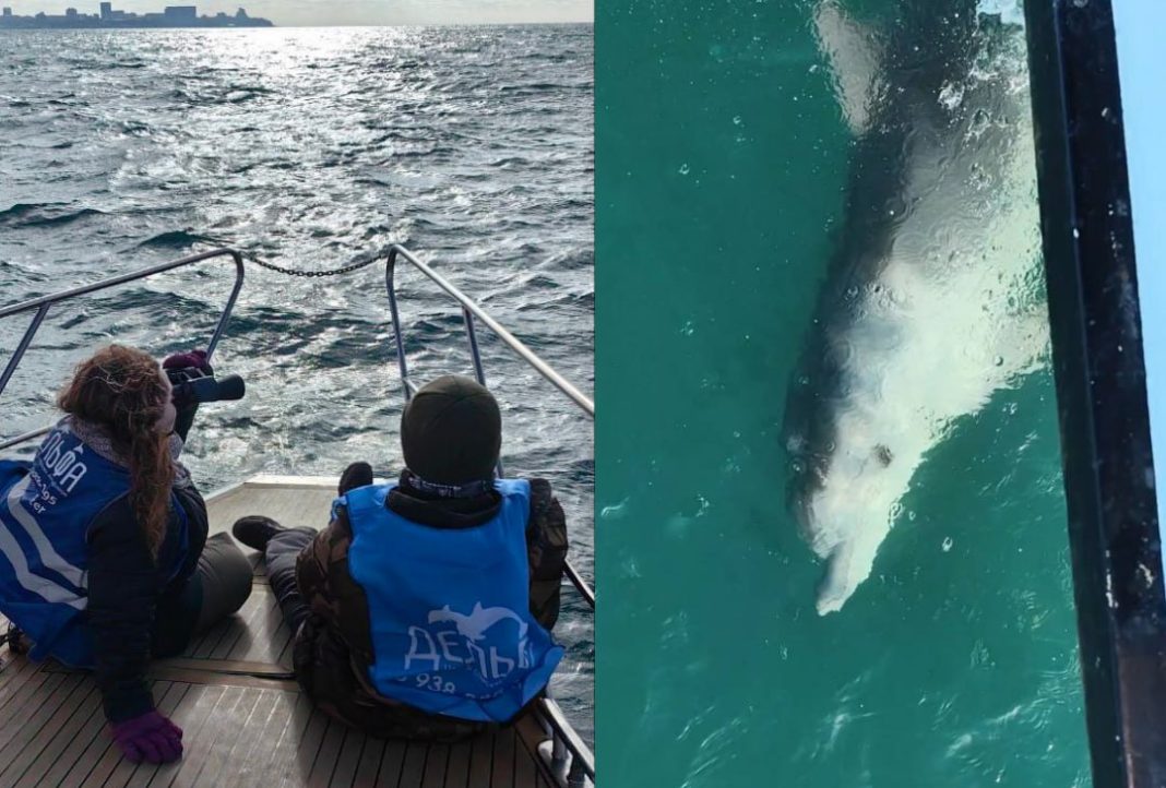 Центр «Дельфа»: 61 погибший дельфин найден в районе разлива мазута