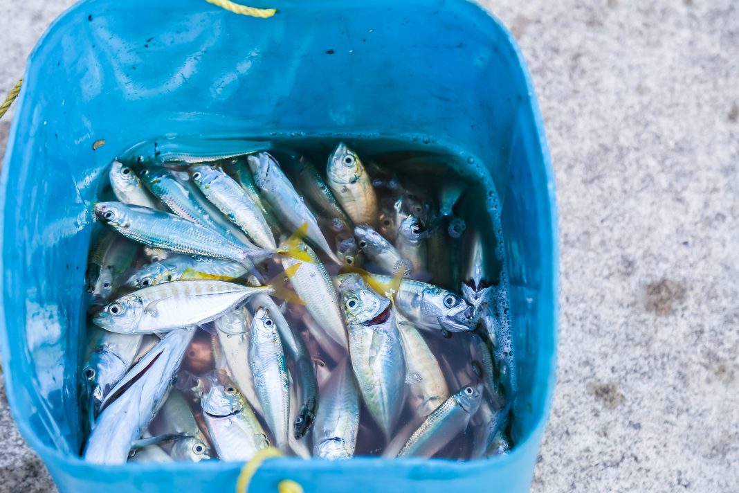 Россельхознадзор проверит черноморские рыбу и морепродукты на предмет безопасности