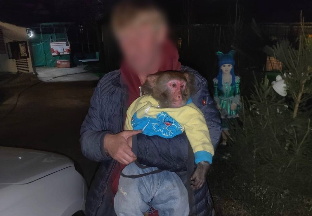 Обезьянку в джинсах спасли от ушлого живодера: ее эксплуатировали в Адлере