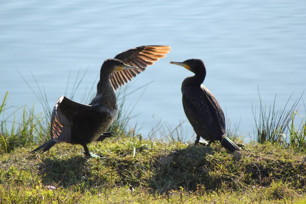 Бакланы прилетели на зимовку в Орнитологический парк Сириуса