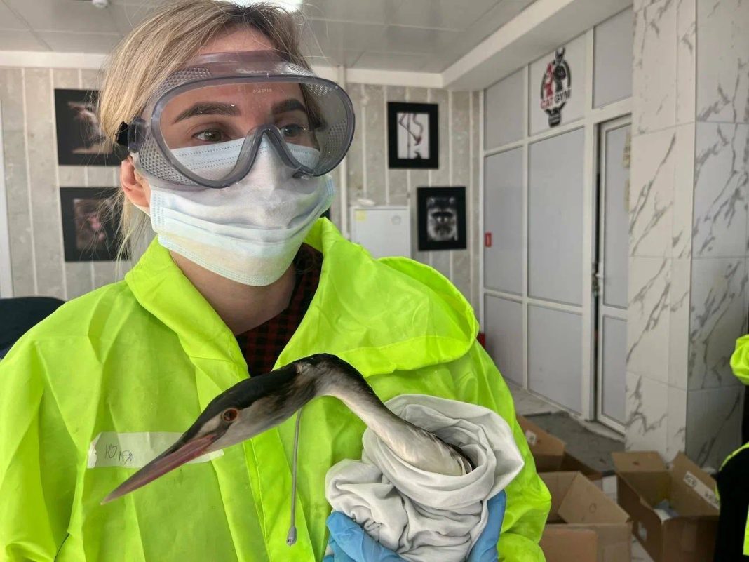 Последствия экокатастрофы в Чёрном море: в Сириусе спасено 230 птиц, 300 — погибли