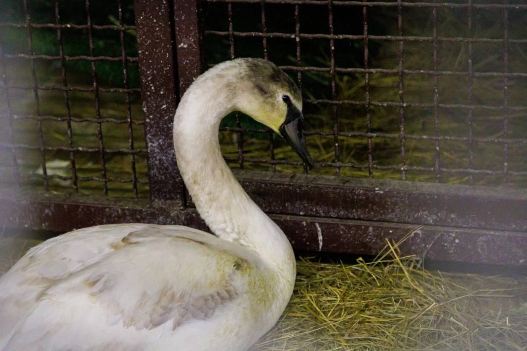 Ущерб птицам после ЧС в Черном море признан незначительным