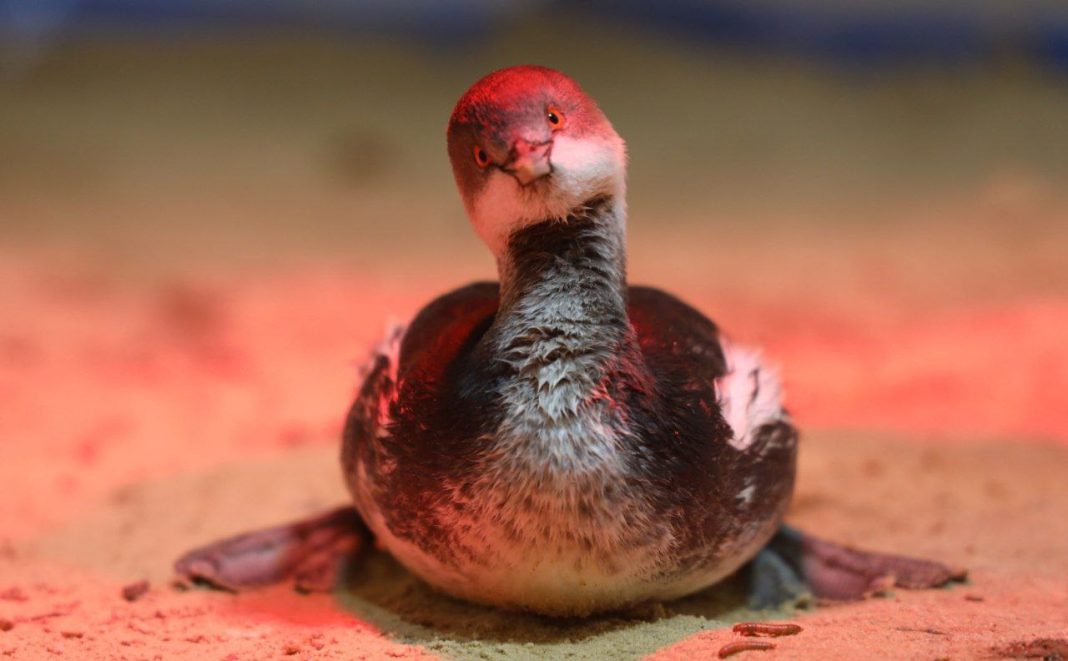 Спасатели, студенты и волонтеры из Сочи участвуют в ликвидации ЧС