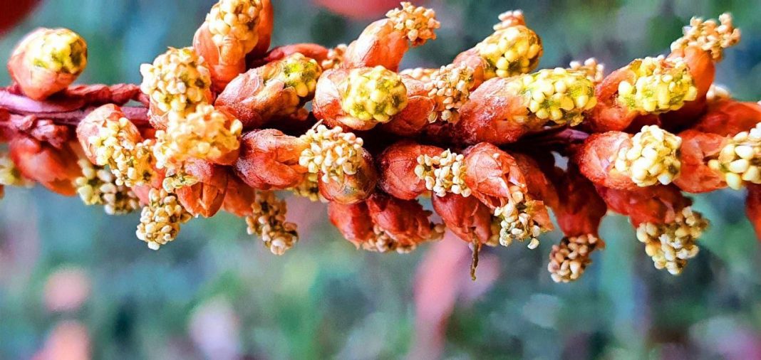 «Последний динозавр» начал цвести в дендропарке «Южные культуры»: дерево существует с мезозойской эры