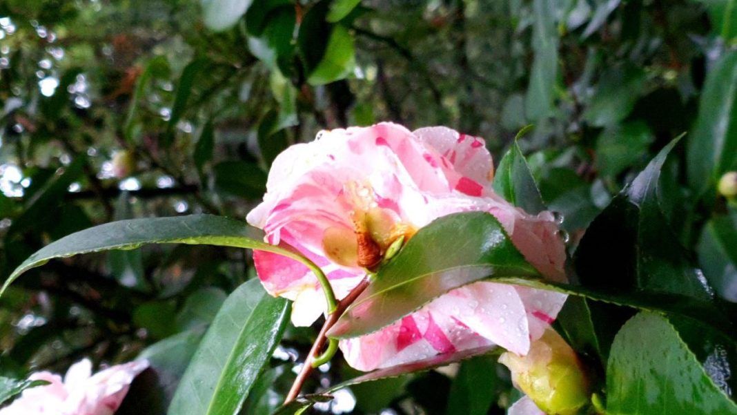 Загадочная «Графиня Оркнейская» цветет в сочинском дендропарке «Южные культуры»