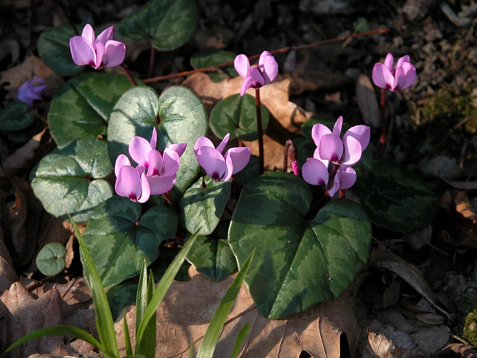 Краснокнижные цикламены распустились в горном кластере Сочи