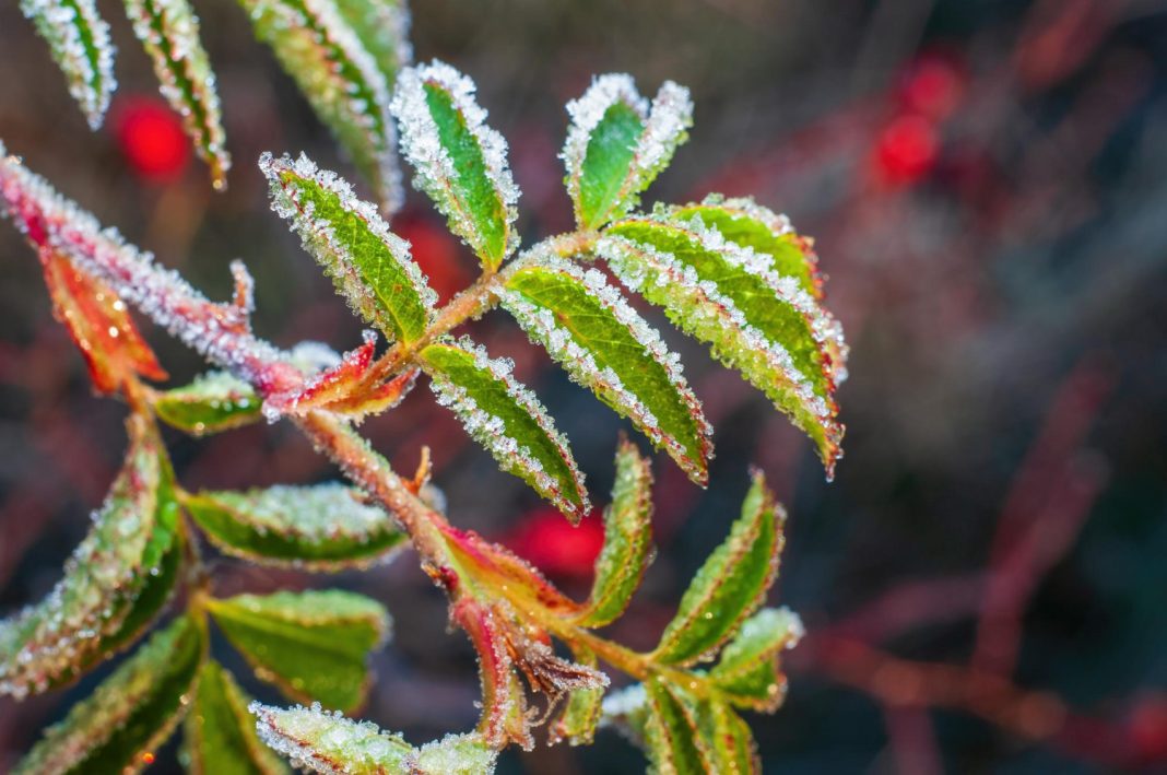 Гололёд и холод: синоптики предупреждают о заморозках в прибрежной зоне Сочи