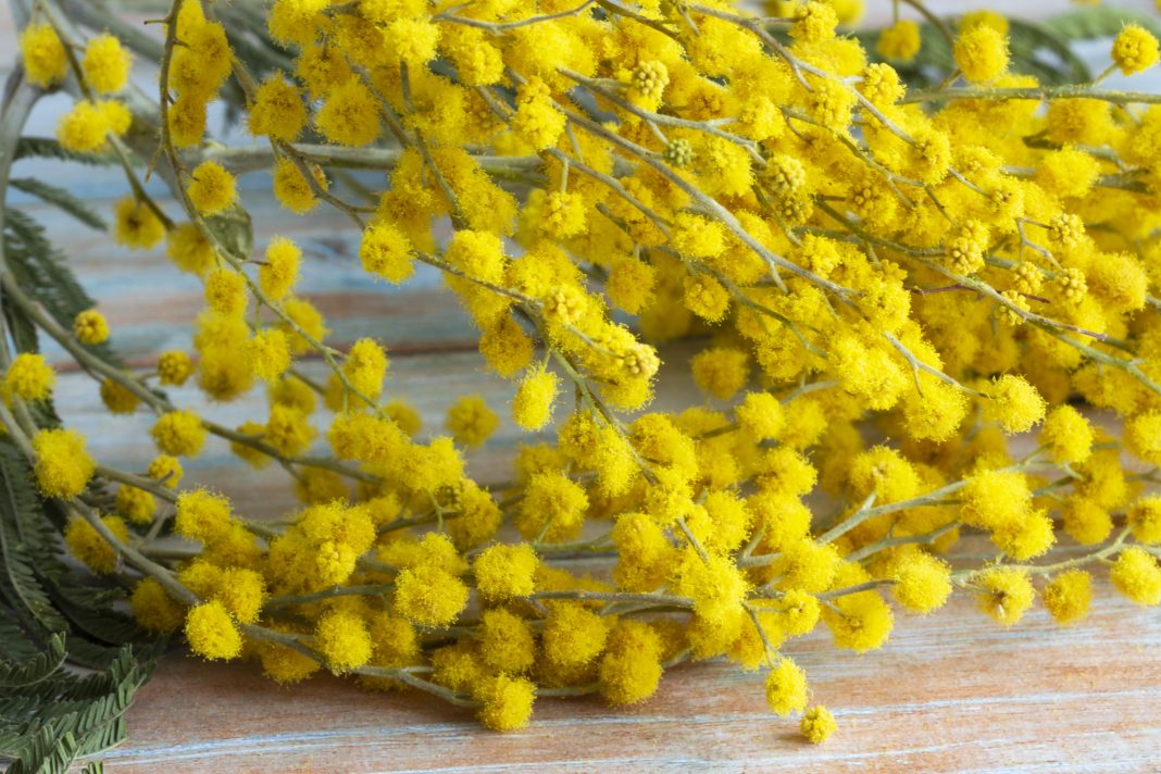 Абхазия собирается сохранить поставки мимозы в Россию на уровне 2024 года