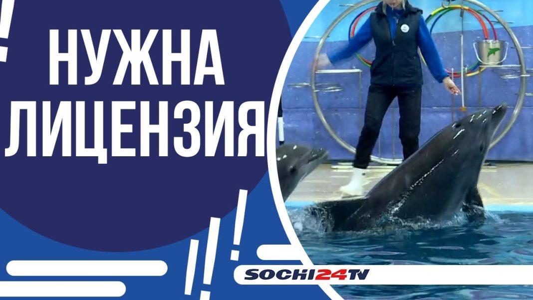 Бассейн с морской водой и 23°C: какие условия созданы для жизни дельфинов в Сочи