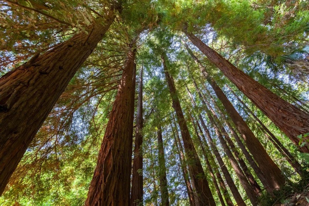 Нанесла вред окружающей среде: в Сочи взыскали 156 млн рублей с председателя СНТ