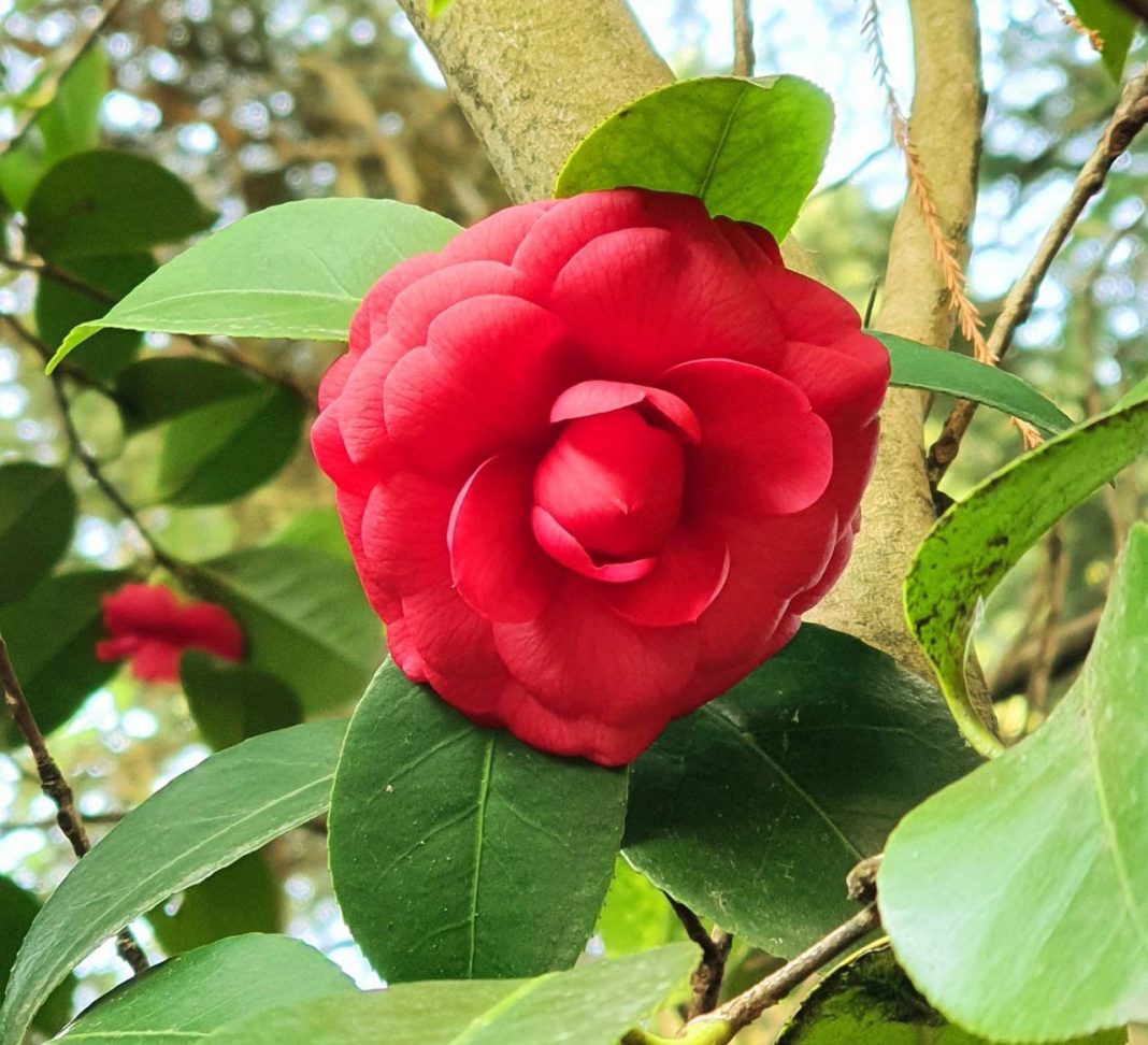 В сочинском дендропарке расцвела уникальная камелия «Пурпурная заря»