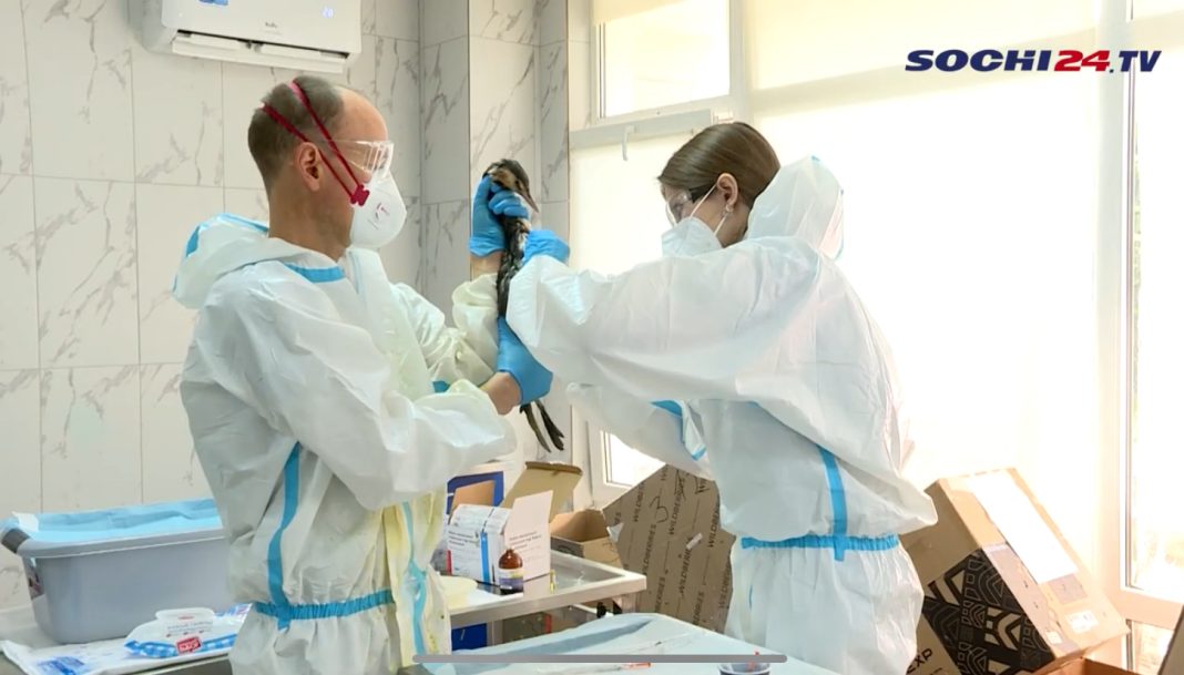 В Сочи растет число птиц, пострадавших от мазута