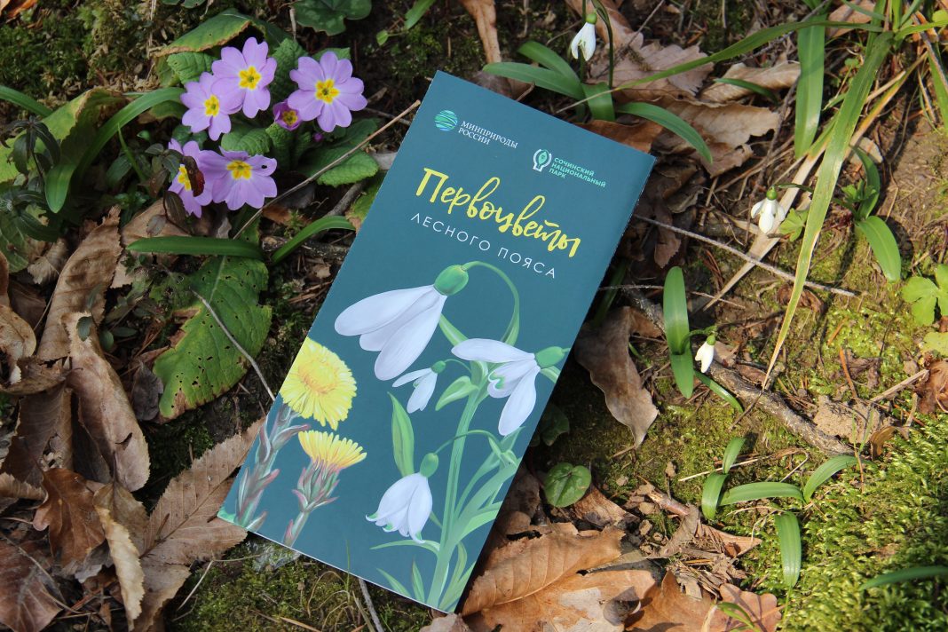 На заповедных землях Сочи состоялся «цветочный рейд», направленный на защиту краснокнижных первоцветов