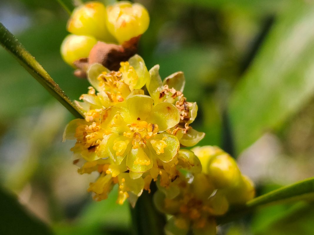 В суп не добавишь: в дендрарии Сочи расцвел уникальный Калифорнийский лавр