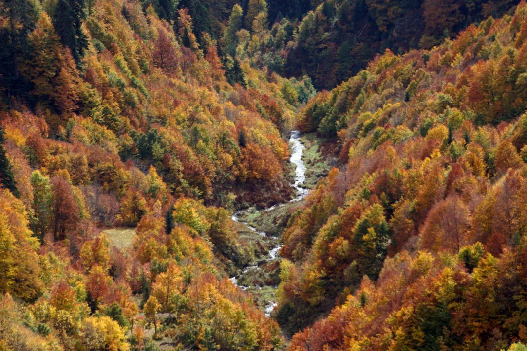 В Сочинском национальном парке вновь обнаружены следы браконьеров