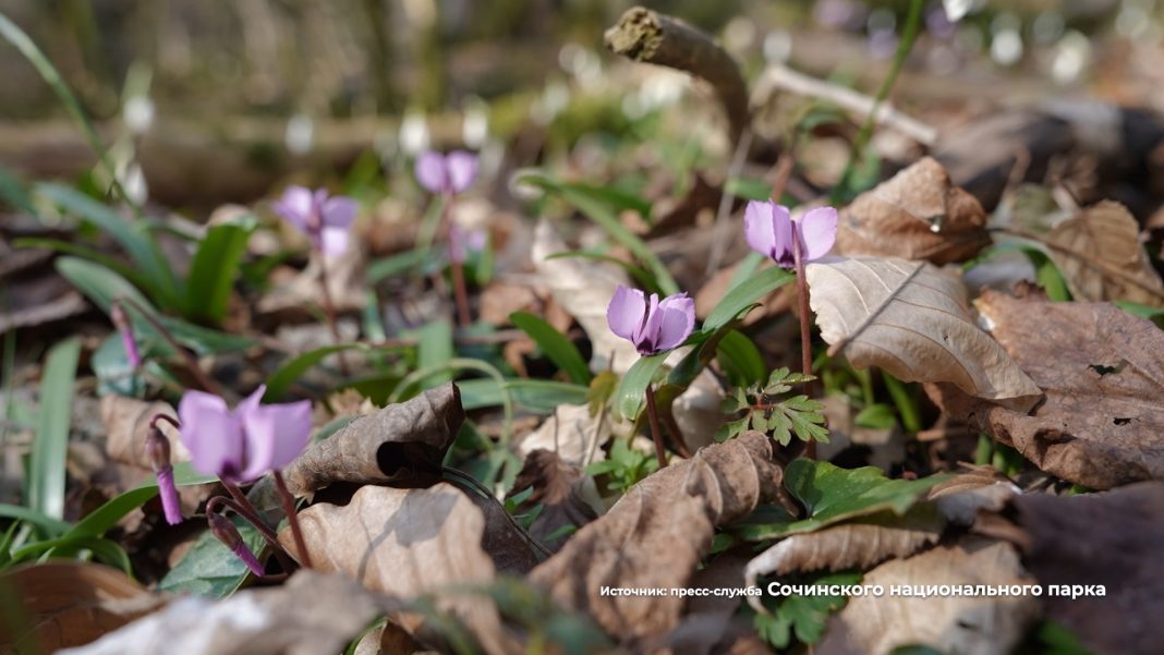 4500 рублей за каждый подснежник: в Сочи ловят и штрафуют охотников за первоцветами