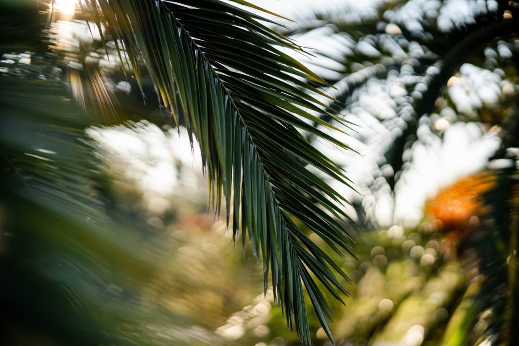 Больше 400 млн рублей потратили в 2025 году на укрепление зеленого каркаса Сочи