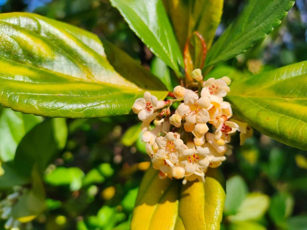 Калина повислая начала цвести в сочинском «Дендрарии» позже срока