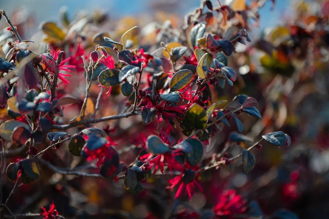 Уникальное дерево шёлковых лент цветет в Олимпийском парке Сочи